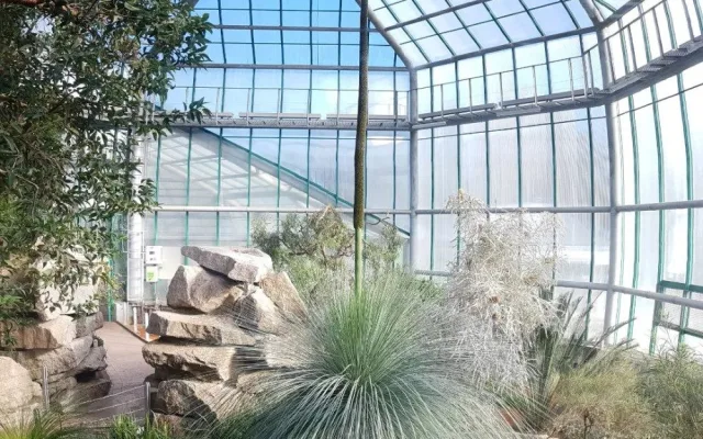 V botanické zahradě se dočkali, stoletý žlutokap vykvetl. Zajděte se podívat