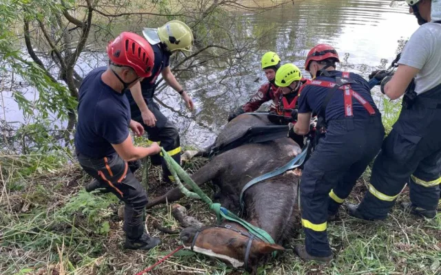 Hasiči zachránili koně, který uvízl v bahně. Použili síť a kladku