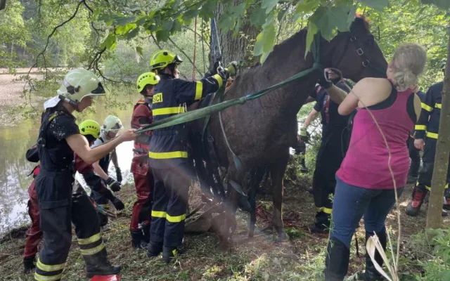 Hasiči zachránili koně, který uvízl v bahně. Použili síť a kladku