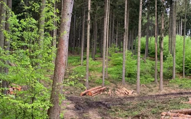 Kácení na Proseči je necitlivé, míní místní. Podle lesníků jde o běžný postup