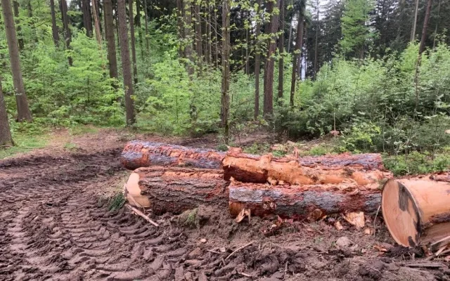 Kácení na Proseči je necitlivé, míní místní. Podle lesníků jde o běžný postup