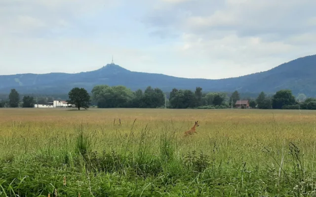 Srnu zaklíněnou v plotě vyprostili hasiči, bez zranění odskákala do louky