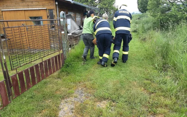 Srnu zaklíněnou v plotě vyprostili hasiči, bez zranění odskákala do louky