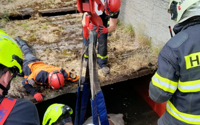 Kráva spadla do septiku, hasiči ji vytáhli ven ve speciální síti