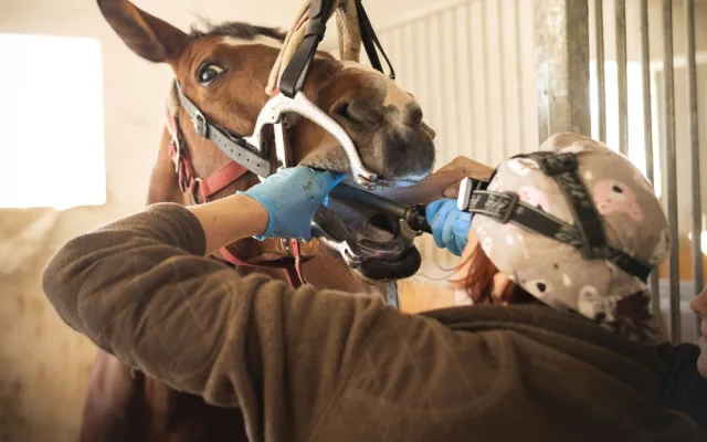 Práce veterináře je věčné balancování mezi osobním životem a prací