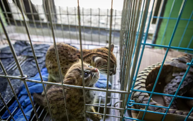 Češi chytají v Asii pašeráky a pytláky. Na kontě mají řadu úspěchů