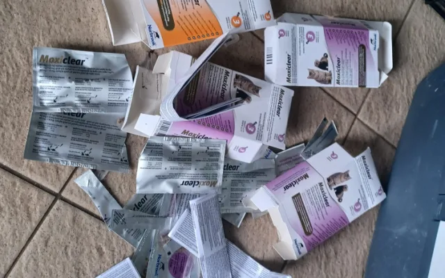 Tři desítky koček živořily v hrozných podmínkách. Policie prověřuje týrání