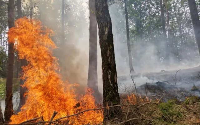 U Jablonného hořel les, hasičům se povedlo oheň lokalizovat