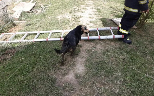 Hasiči zachránili psa, který uvízl v septiku. Zvládli to za pět minut