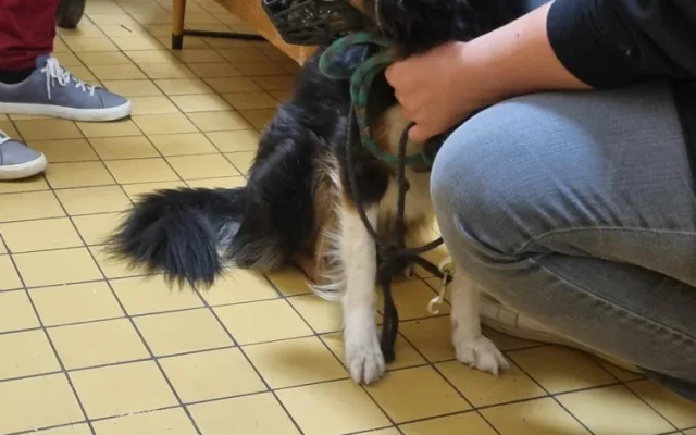 V Jablonci kontrolovali ubytovny. Společně je prověřili policisté, strážníci, hasiči, hygienici i veterináři