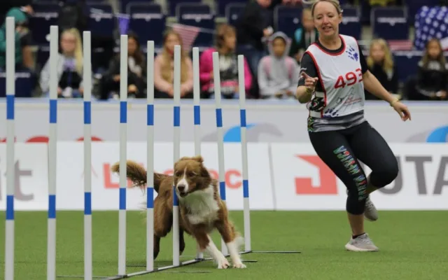 Šampionát v agility zná první mistry světa. O dalších se rozhodne o víkendu