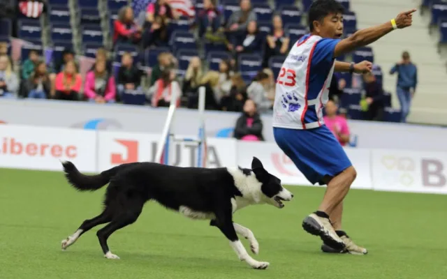 Šampionát v agility zná první mistry světa. O dalších se rozhodne o víkendu