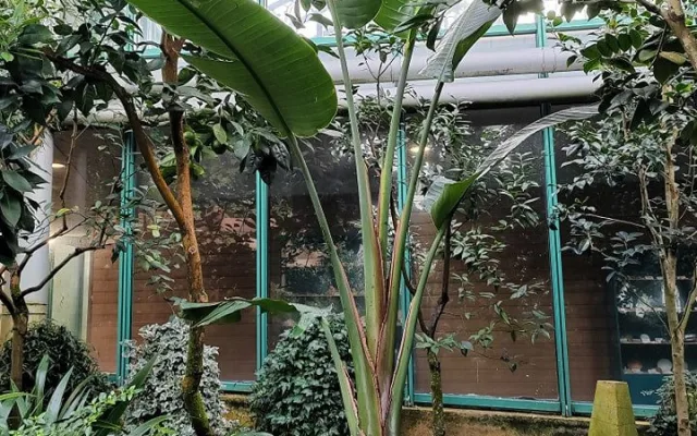 V liberecké botanické zahradě pokáceli sedmimetrovou strelícii