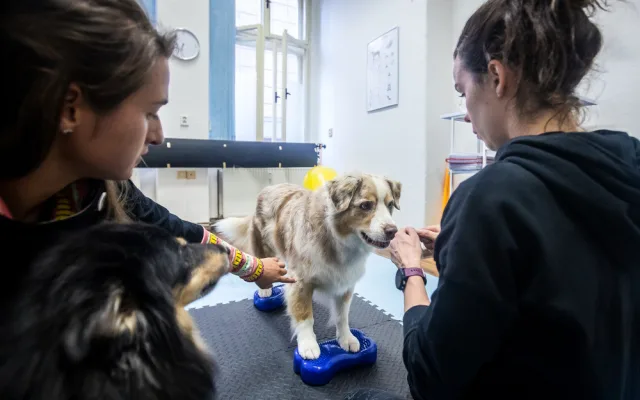 Nemůžeme psy chovat v bublinkové fólii, říká fyzioterapeutka