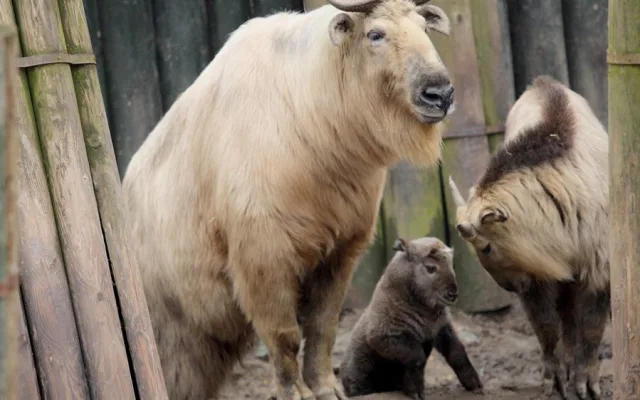 V zoologické zahradě se vloni narodilo přes 270 mláďat. Často velmi vzácných