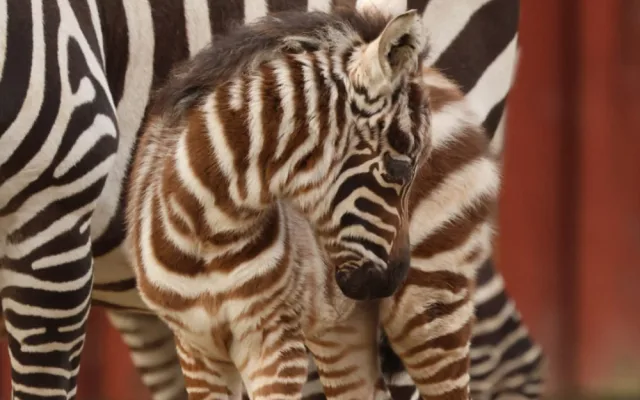 V zoologické zahradě se vloni narodilo přes 270 mláďat. Často velmi vzácných
