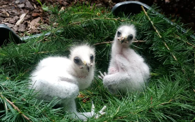 V zoologické zahradě se vloni narodilo přes 270 mláďat. Často velmi vzácných