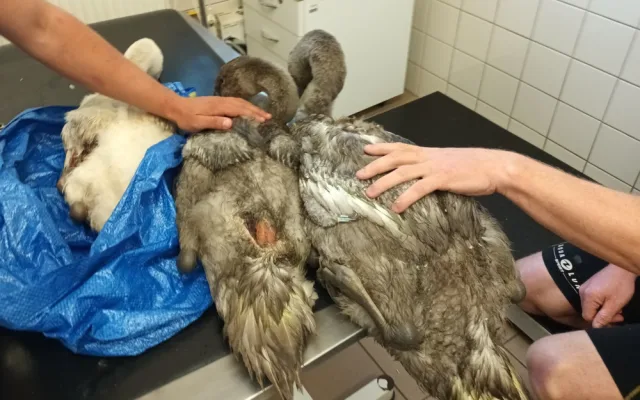 Záchranná stanice Archa přijala vloni rekordní počet zvířat. Nejvíc bylo netopýrů či ježků
