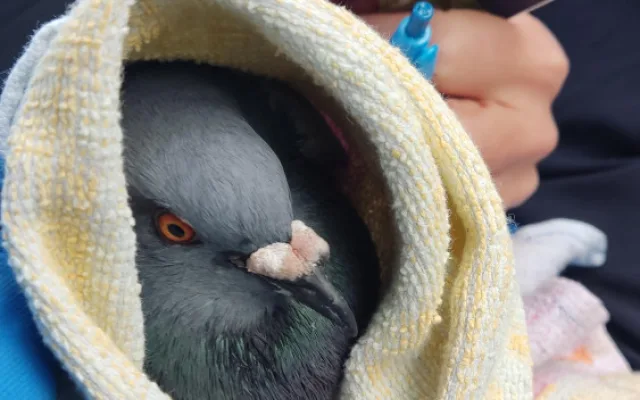 Ochránci upozorňují na nevhodné odchyty a hubení holubů, vyzývají ke stavbám holubníků