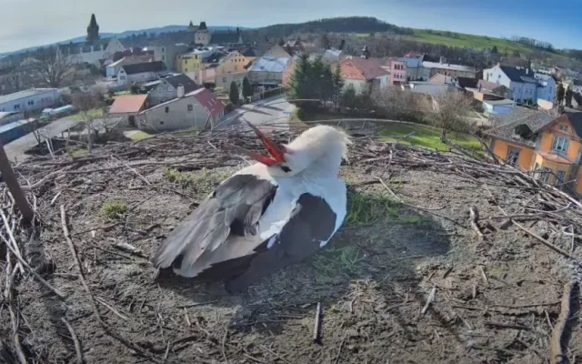 Do Frýdlantu přiletěli očekávaní čápi. Letos je můžete sledovat online