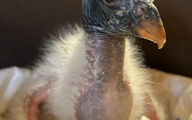 V liberecké zoo odchovali vzácného kondora z Olomouce. Mládě krmí maňásek