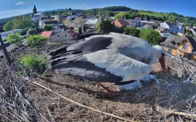 Frýdlantští čekají na narození pátého mláděte. V čapích hnízdech v kraji už je rušno