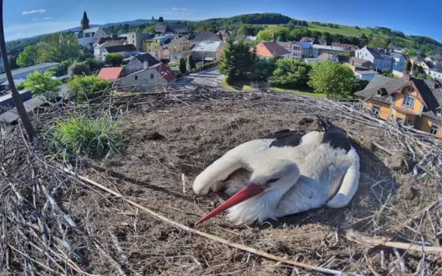 Frýdlantští čekají na narození pátého mláděte. V čapích hnízdech v kraji už je rušno