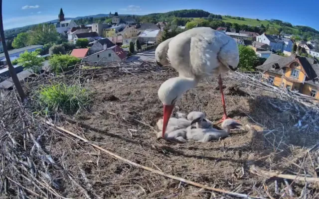 Frýdlantští čekají na narození pátého mláděte. V čapích hnízdech v kraji už je rušno