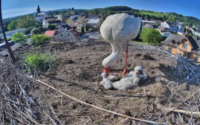 Frýdlantští čekají na narození pátého mláděte. V čapích hnízdech v kraji už je rušno