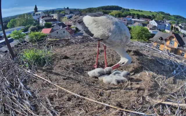 Frýdlantští čekají na narození pátého mláděte. V čapích hnízdech v kraji už je rušno