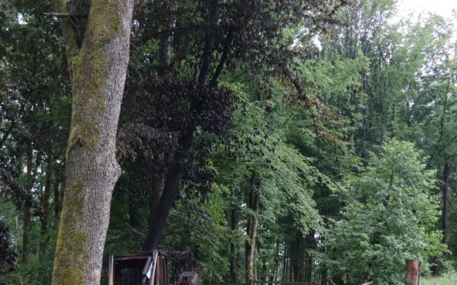 Z lesního stroje zůstalo po požáru jen ohořelé torzo. Událost řeší policie