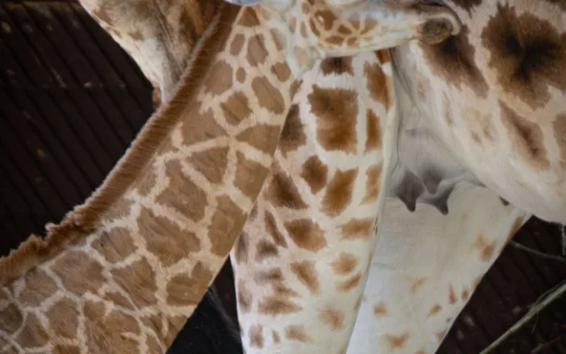 V liberecké zoo se narodilo mládě silně ohrožené žirafy Rothschildovy