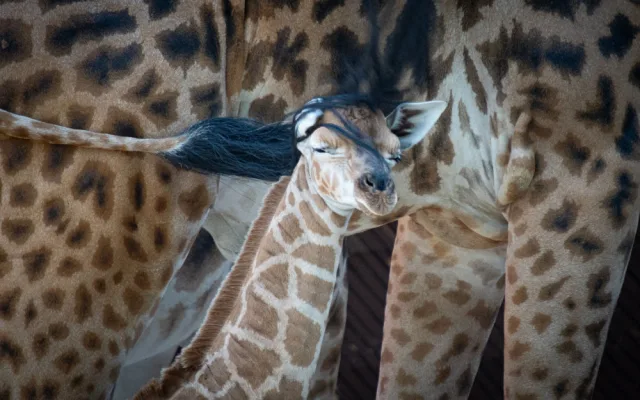 V liberecké zoo se narodilo mládě silně ohrožené žirafy Rothschildovy