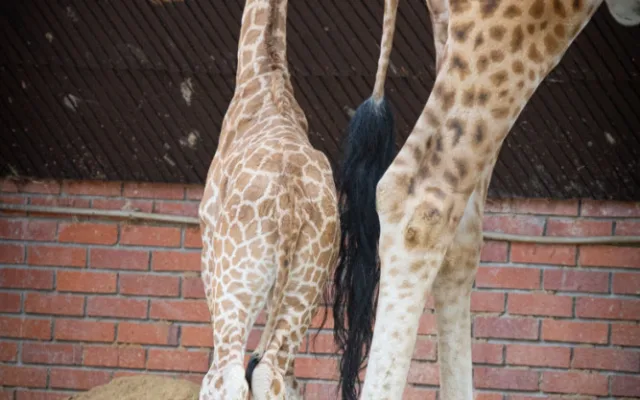 V liberecké zoo se narodilo mládě silně ohrožené žirafy Rothschildovy