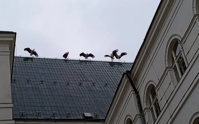 Nad Frýdlantem krouží hejno desítek čápů. Krmí se před cestou do Afriky