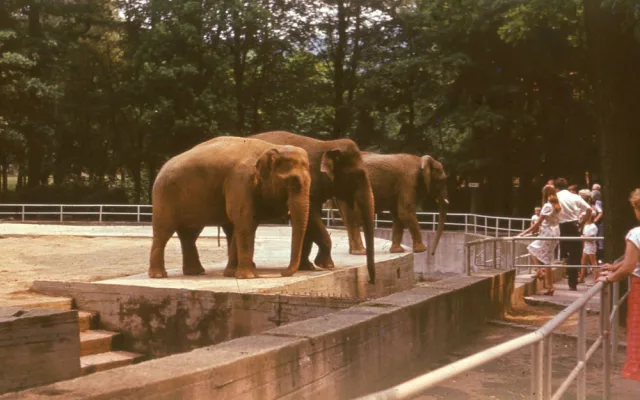 Liberecká zoo slaví 120. narozeniny. Na čtvrtek připravila speciální program a zvýhodněné vstupné