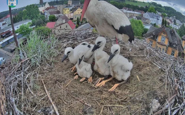Kamera ve frýdlantském čapím hnízdě je vyčištěná, za rok bude se zoomem a zvukem