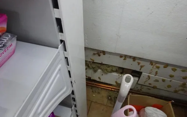V prodejně potravin v Osečné našli hygienici mrtvou myš a všudypřítomnou špínu. S okamžitou platností ji zavřeli