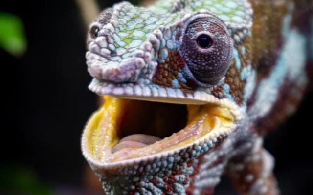 Liberecká zoo otevřela novou expozici tropických ještěrů, většinou jde o ohrožené druhy