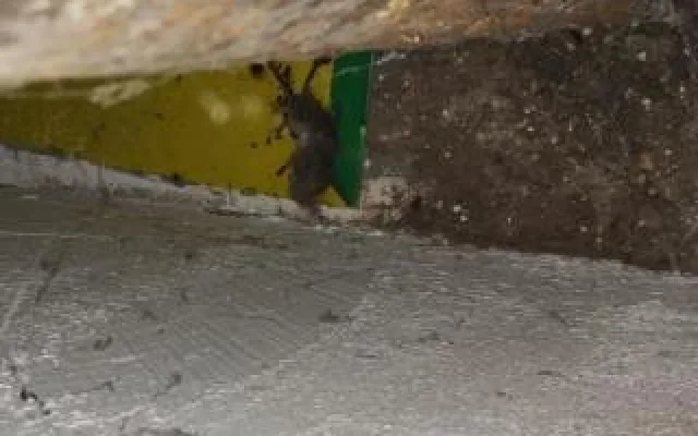 V prodejně potravin v Chrastavě našli hygienici mrtvé hlodavce a špínu. S okamžitou platností obchod zavřeli