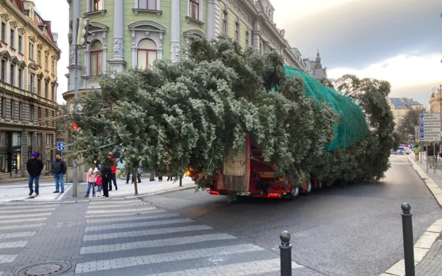 Vánoční strom Liberce už je před radnicí. Letos jde o 14 a půl metru vysokou jedli ojíněnou