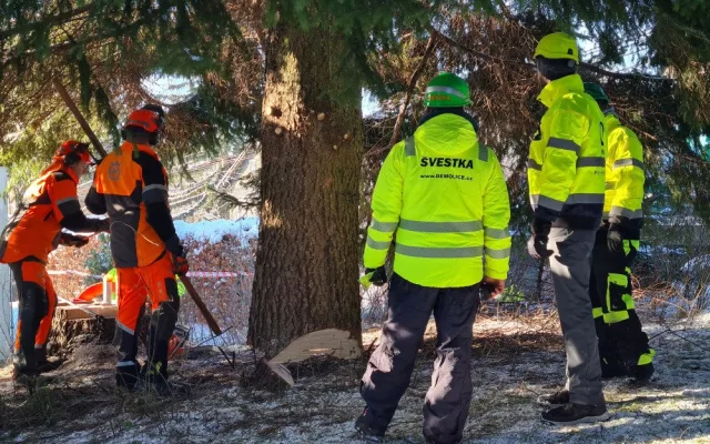 Vánoční strom pro Prahu už se veze. Na Staromáku bude stát od úterního rána