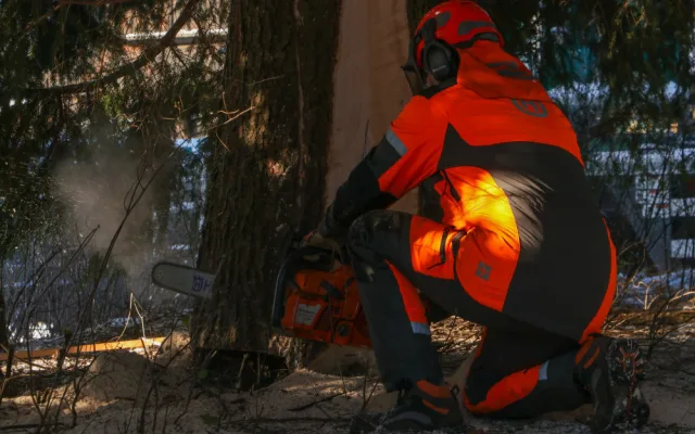 Vánoční strom pro Prahu už se veze. Na Staromáku bude stát od úterního rána
