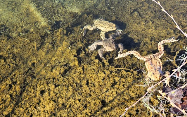 Přes silnice migrují žáby a čolci. Kraj chystá trvalá řešení nezávislá na lidech