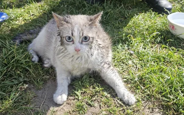 Hasiči při požáru v Horním Růžodole zachránili kočku. Poskytli jí kyslíkovou terapii