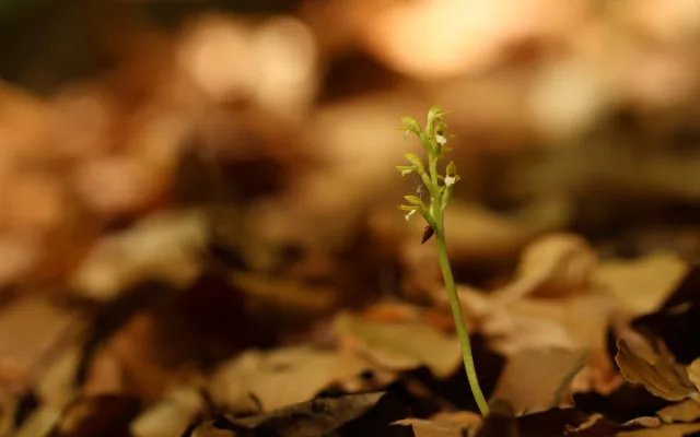 V CHKO Český ráj se po 13 letech našla vzácná a silně ohrožená orchidej
