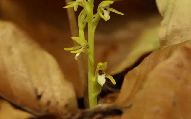 V CHKO Český ráj se po 13 letech našla vzácná a silně ohrožená orchidej