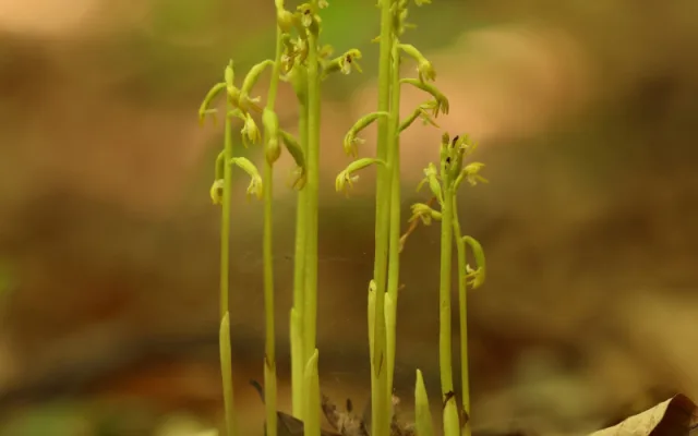V CHKO Český ráj se po 13 letech našla vzácná a silně ohrožená orchidej