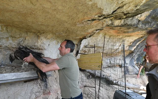Orlosup odchovaný adoptivním párem z liberecké zoo byl vypuštěn do volné přírody