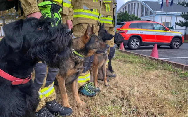 Psi, kteří budou v rámci USAR týmu v Texasu se svými psovody vyhledávat v oblasti zasažené povodněmi pohřešované.